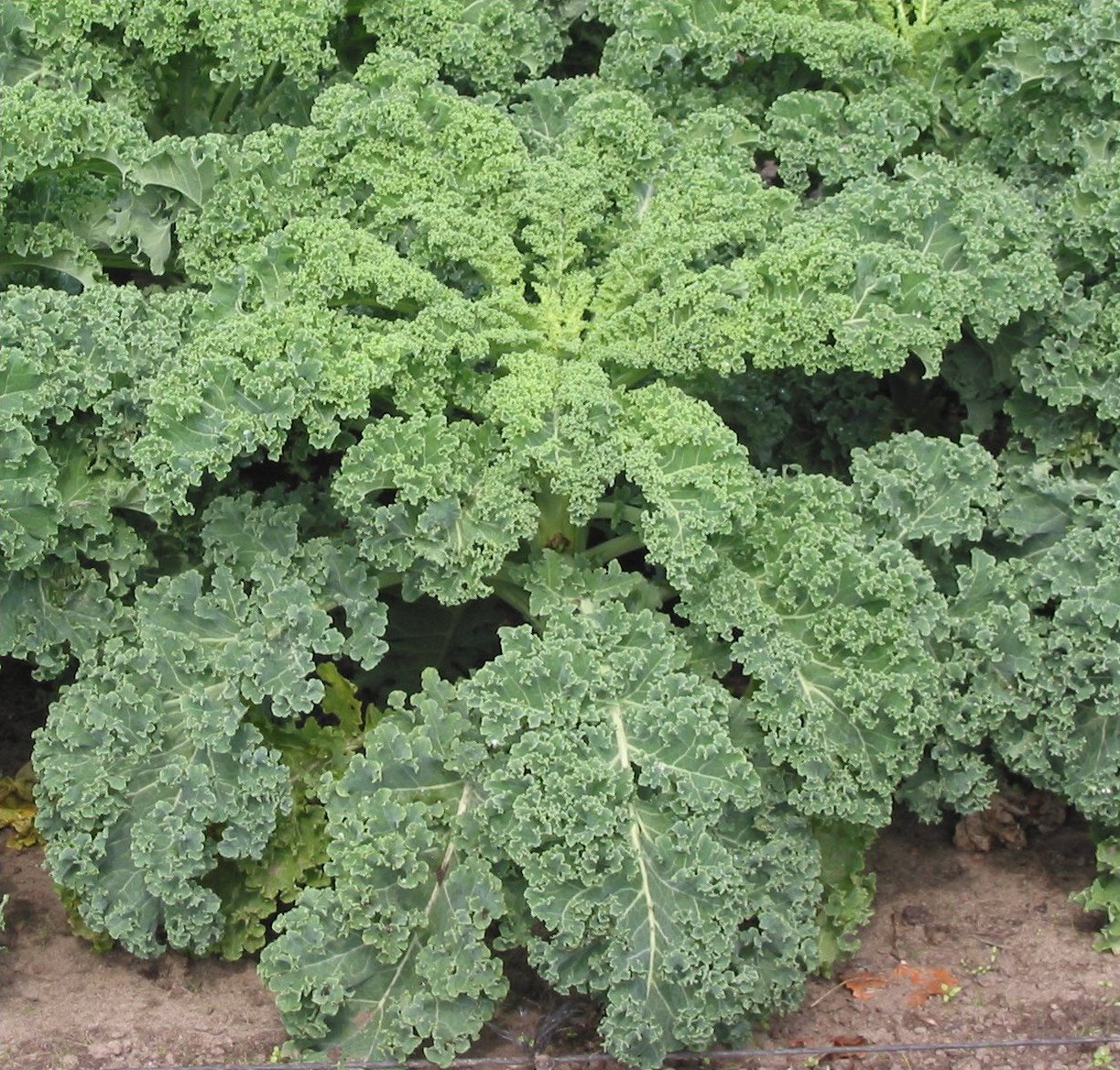 Light trailers up to 750 kg KALE PV750