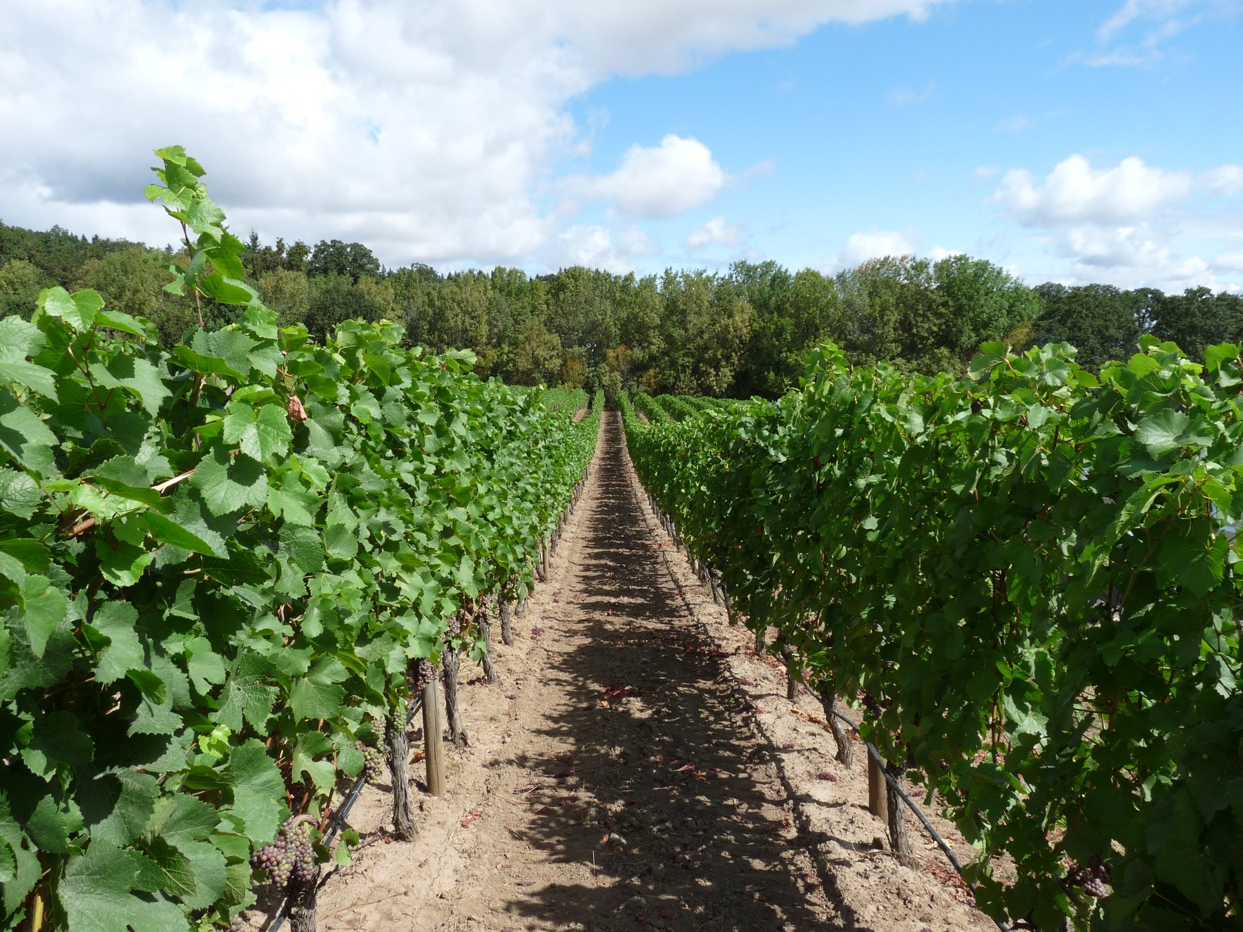 Tractor Vineyard Catron IC85V
