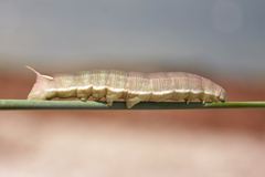 Caterpillar 247