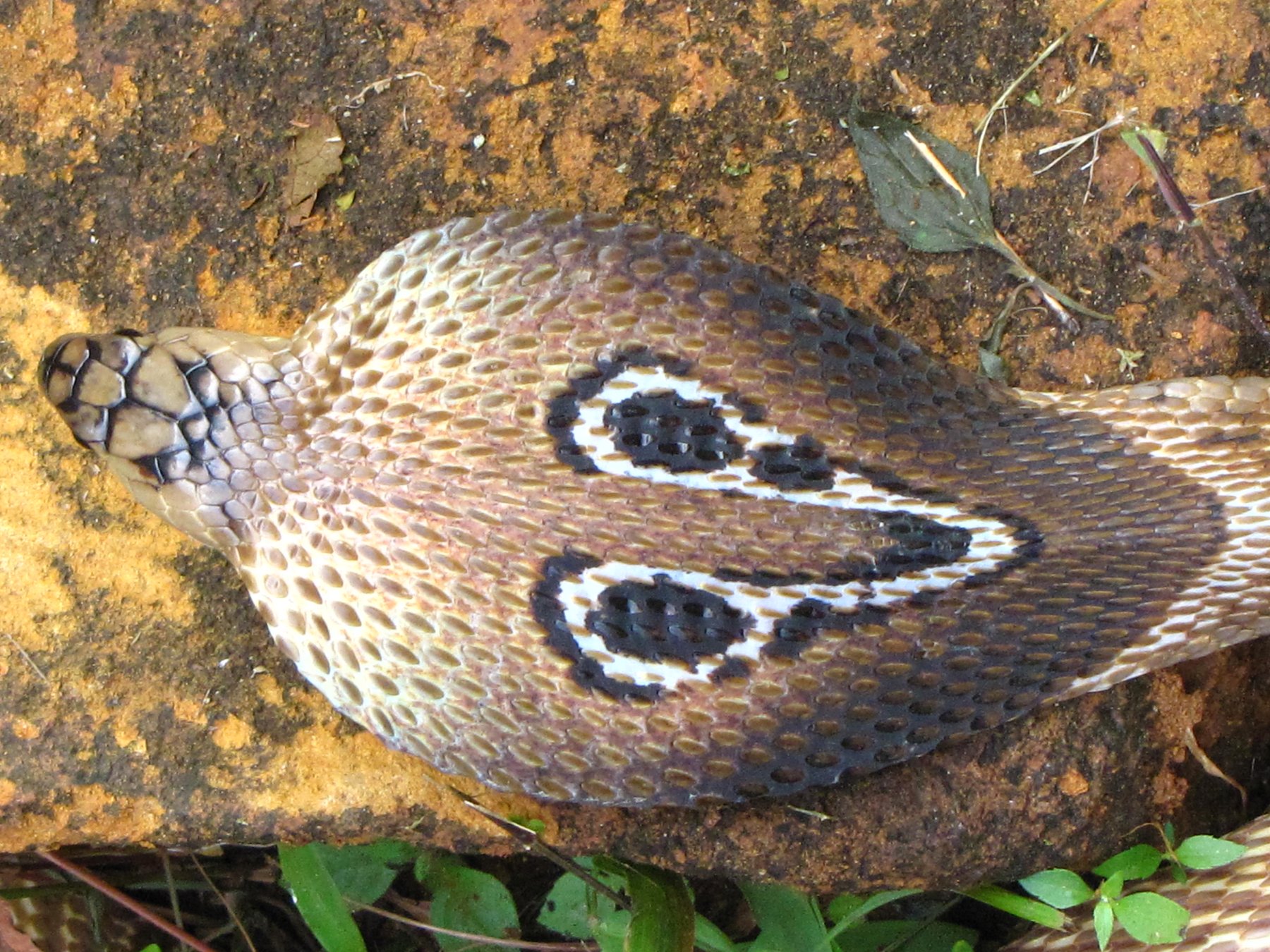 Cobra SPINDELBERGER