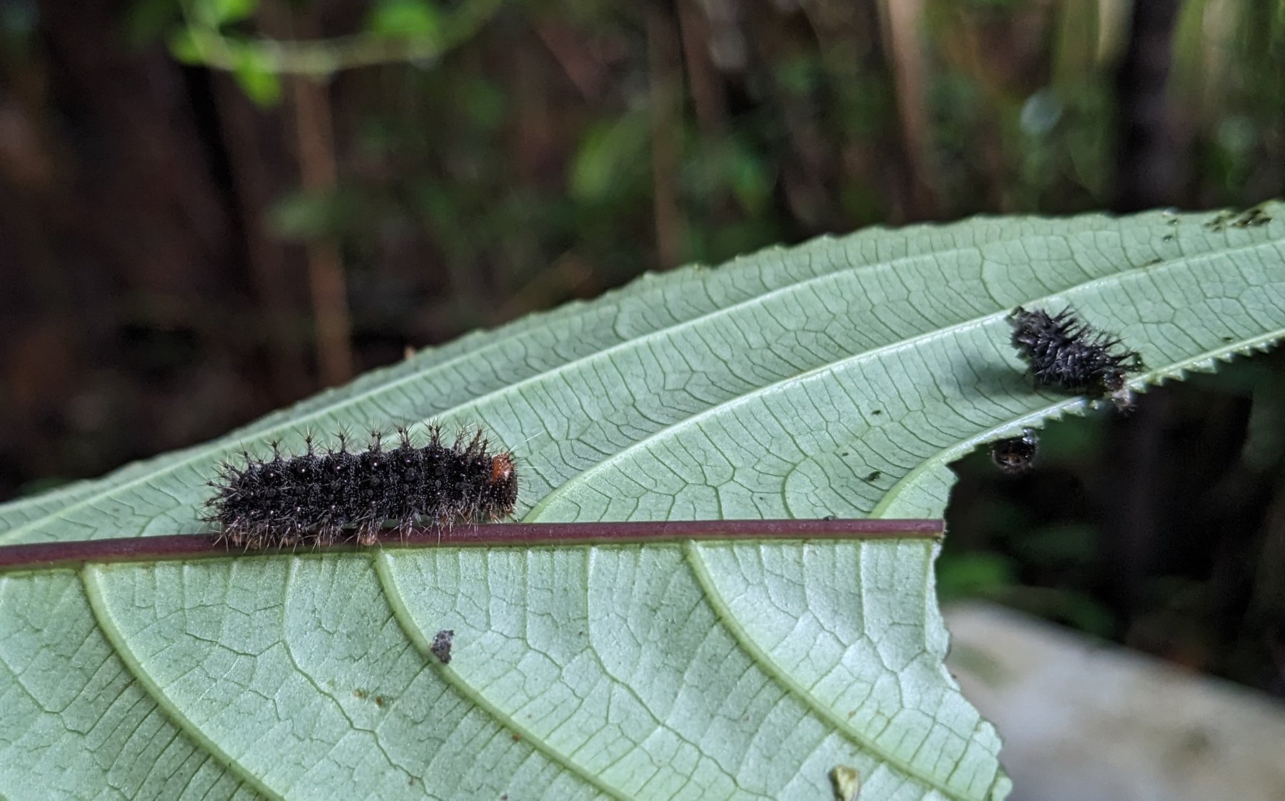 Miniładowarki Caterpillar 246