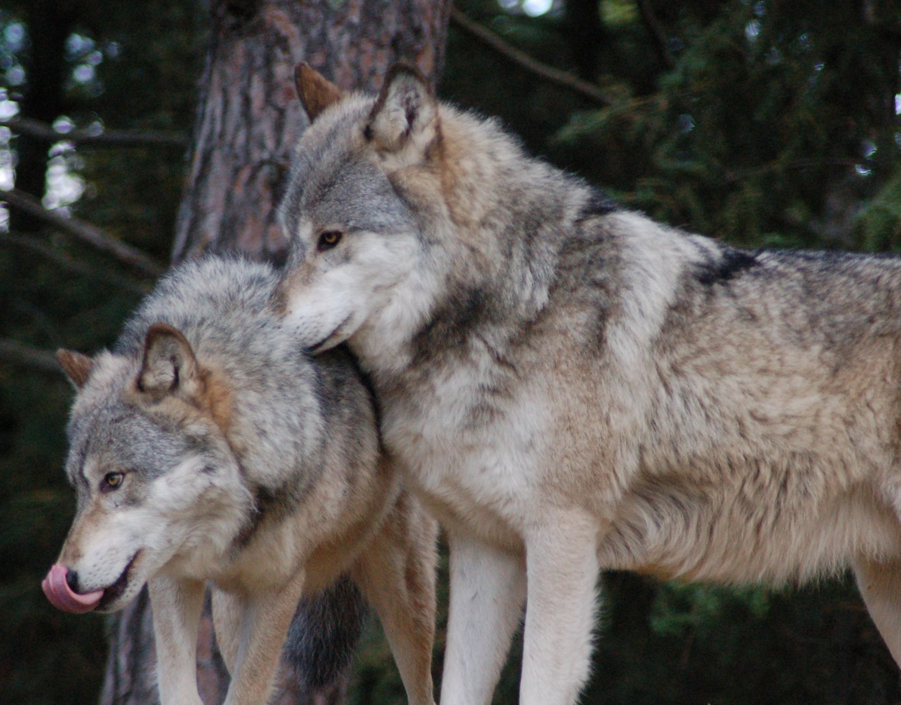 Wolf WOLF 535