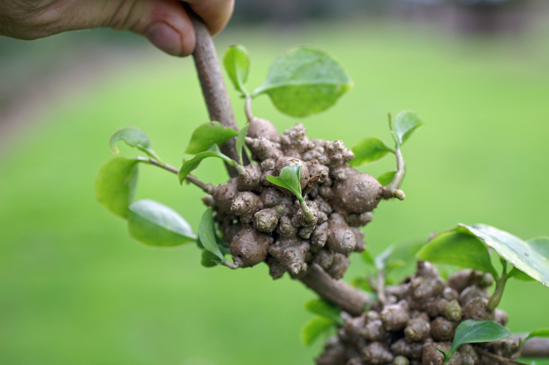 Tuber 50