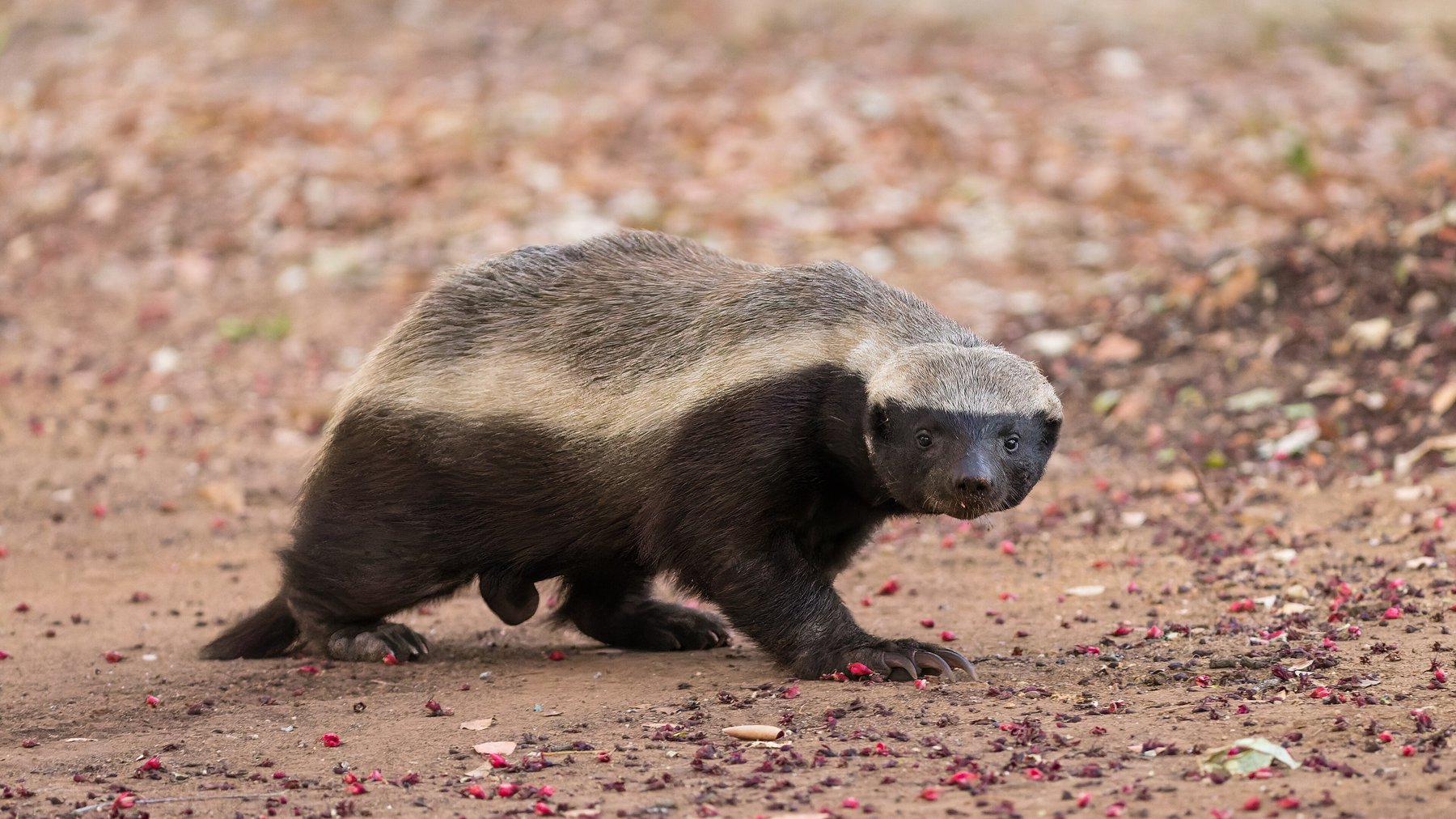 Self-build (Omavalmiste) BADGER