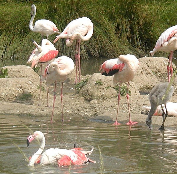 FLAMINGO EE