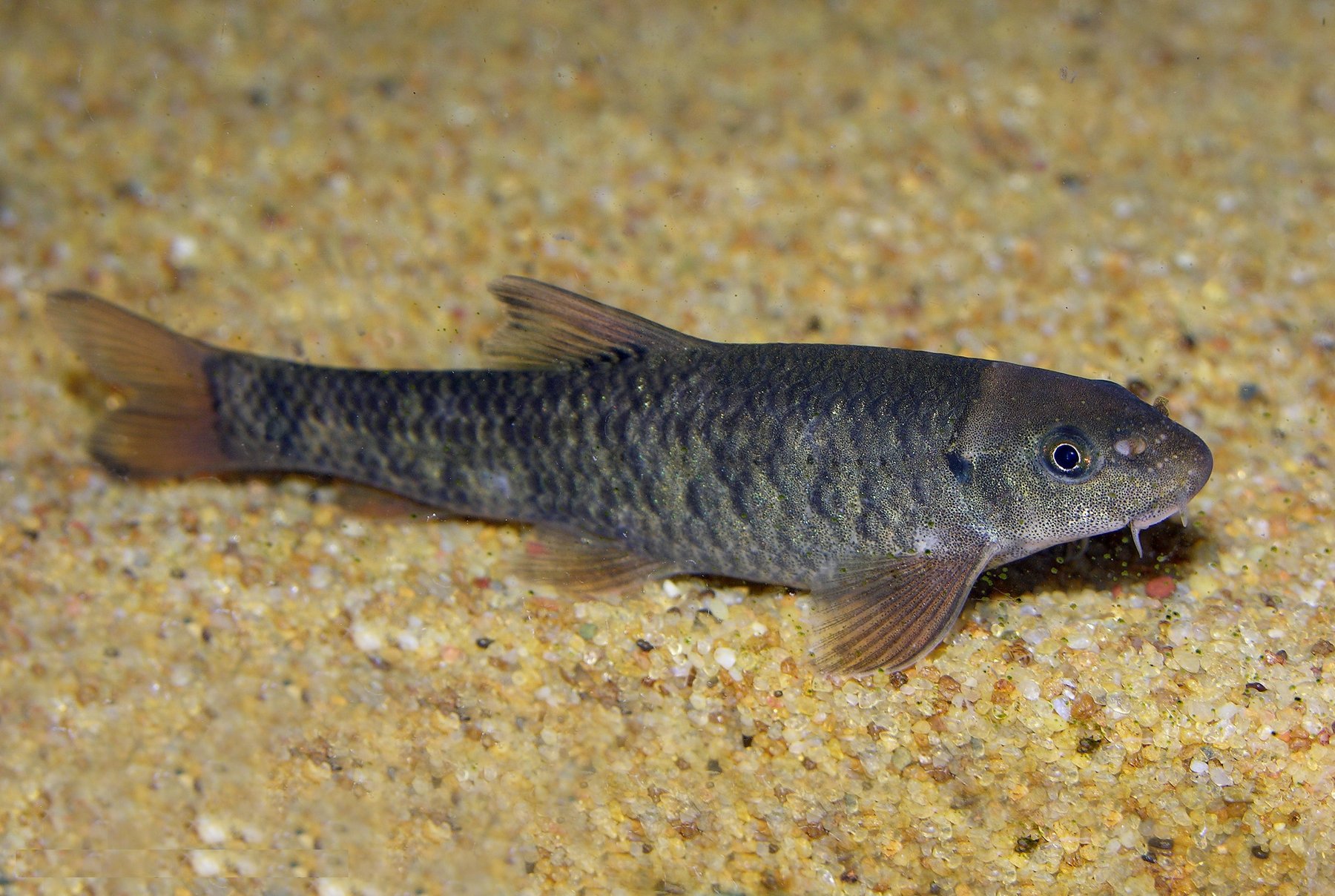 Rufa 3500