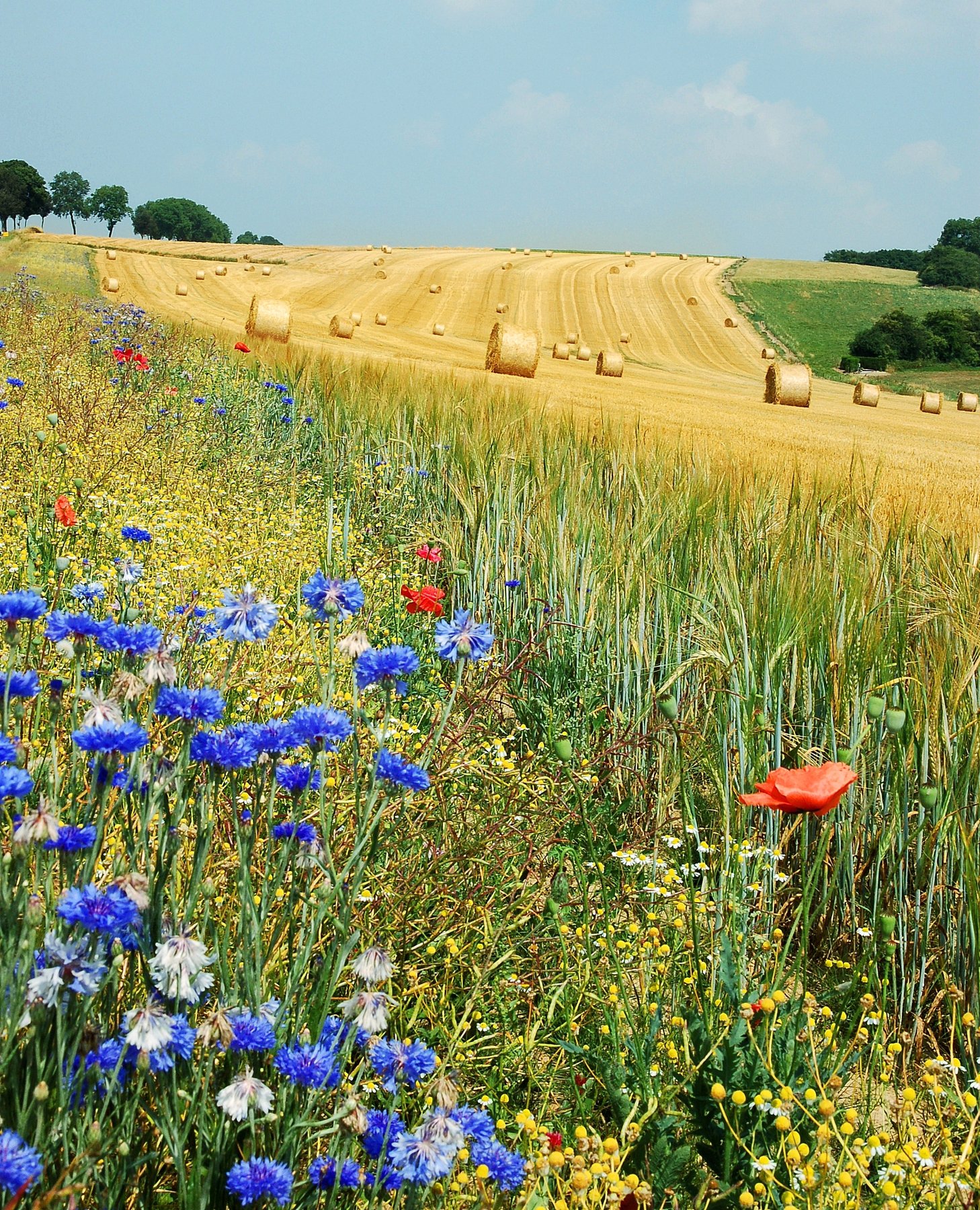 Sommer ZU