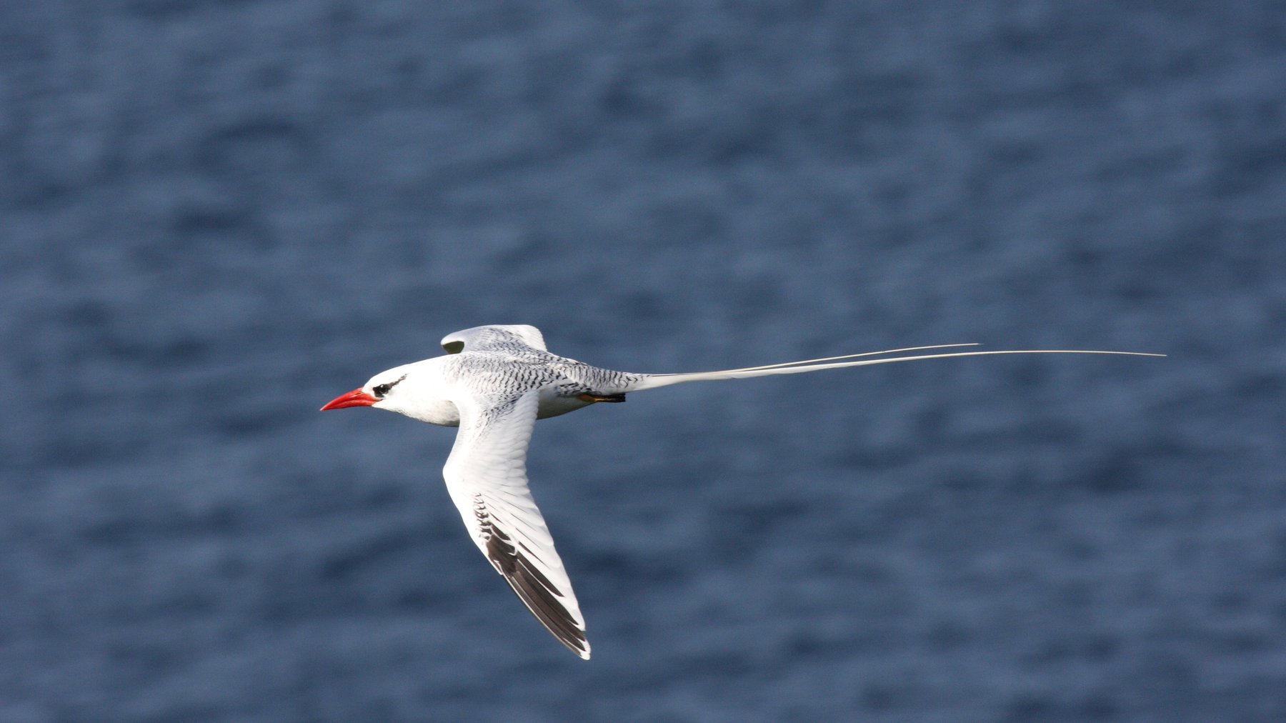 T.E.C. TRAVEL-BIRD 450