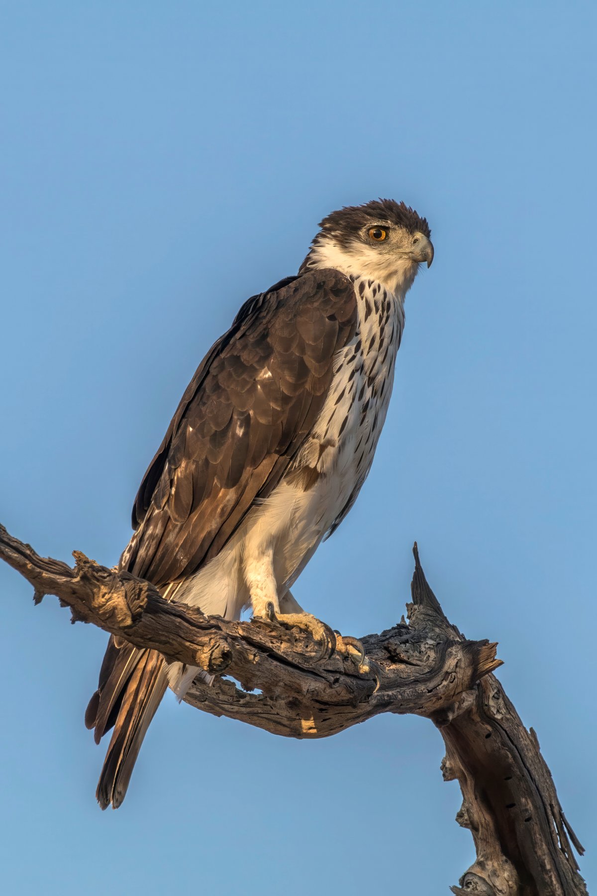 AQUILA AQUILA