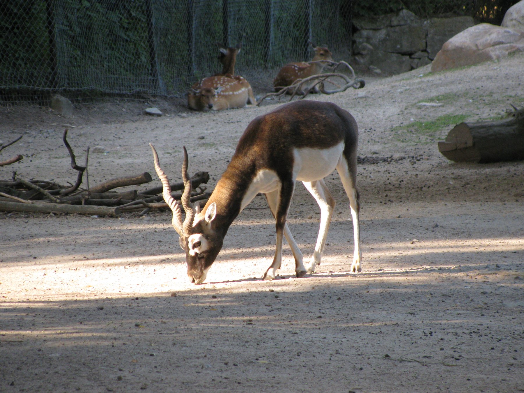 ANTILOPE ASTRAL
