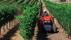 Haotian TY200 vineyard