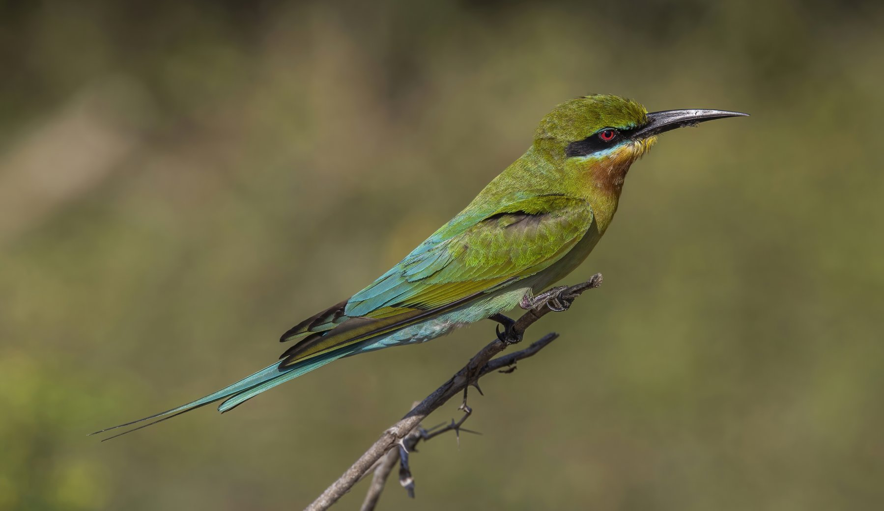 Trailer Blue Bird -