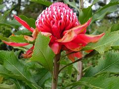 Waratah CH7
