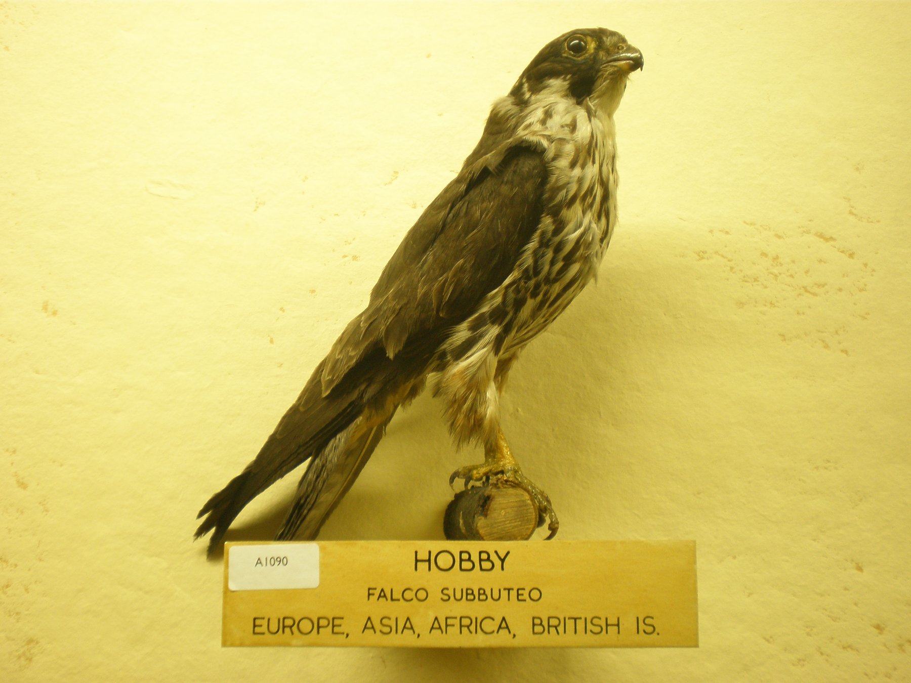 HOBBY 540 A