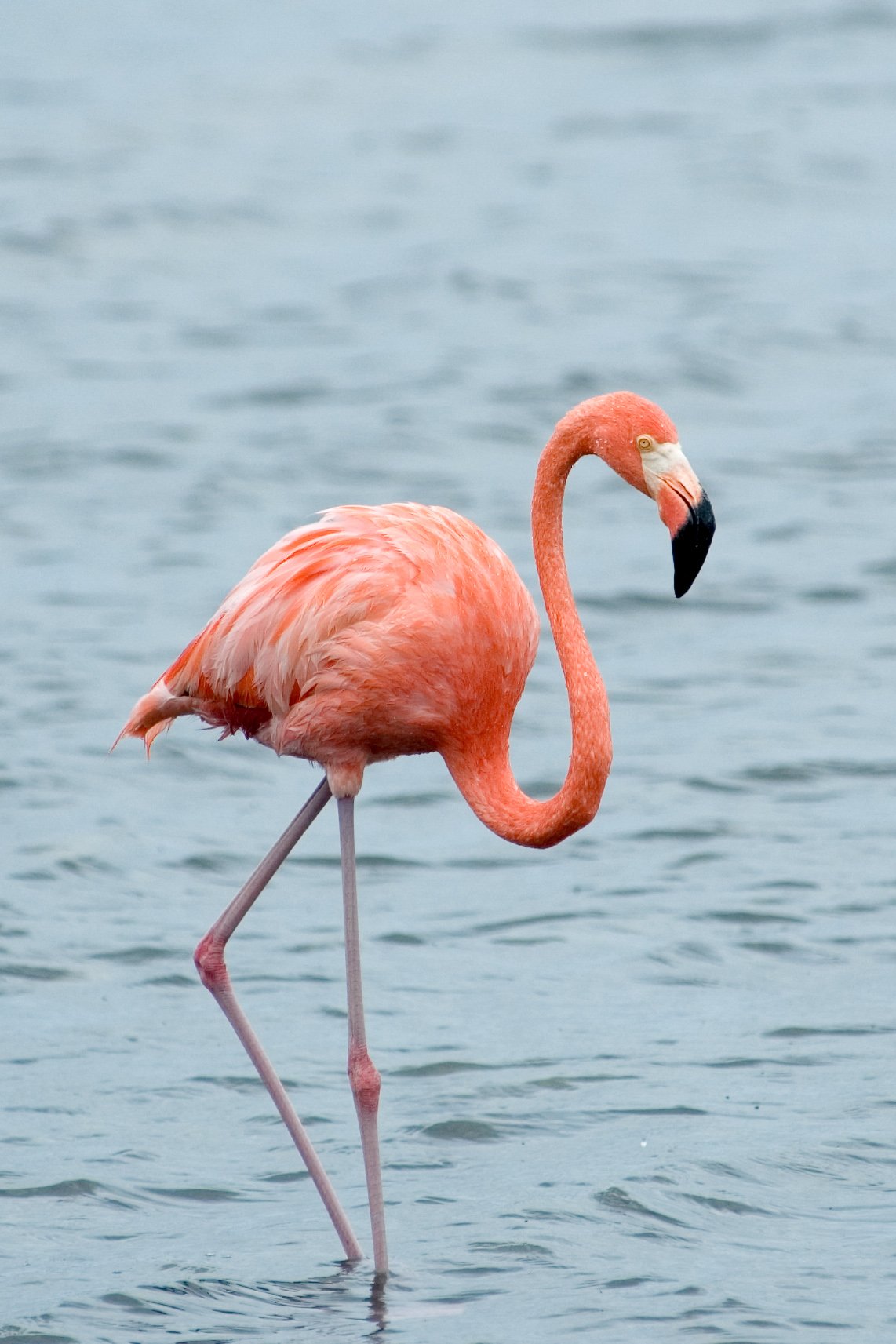 Trailer FLAMINGO -