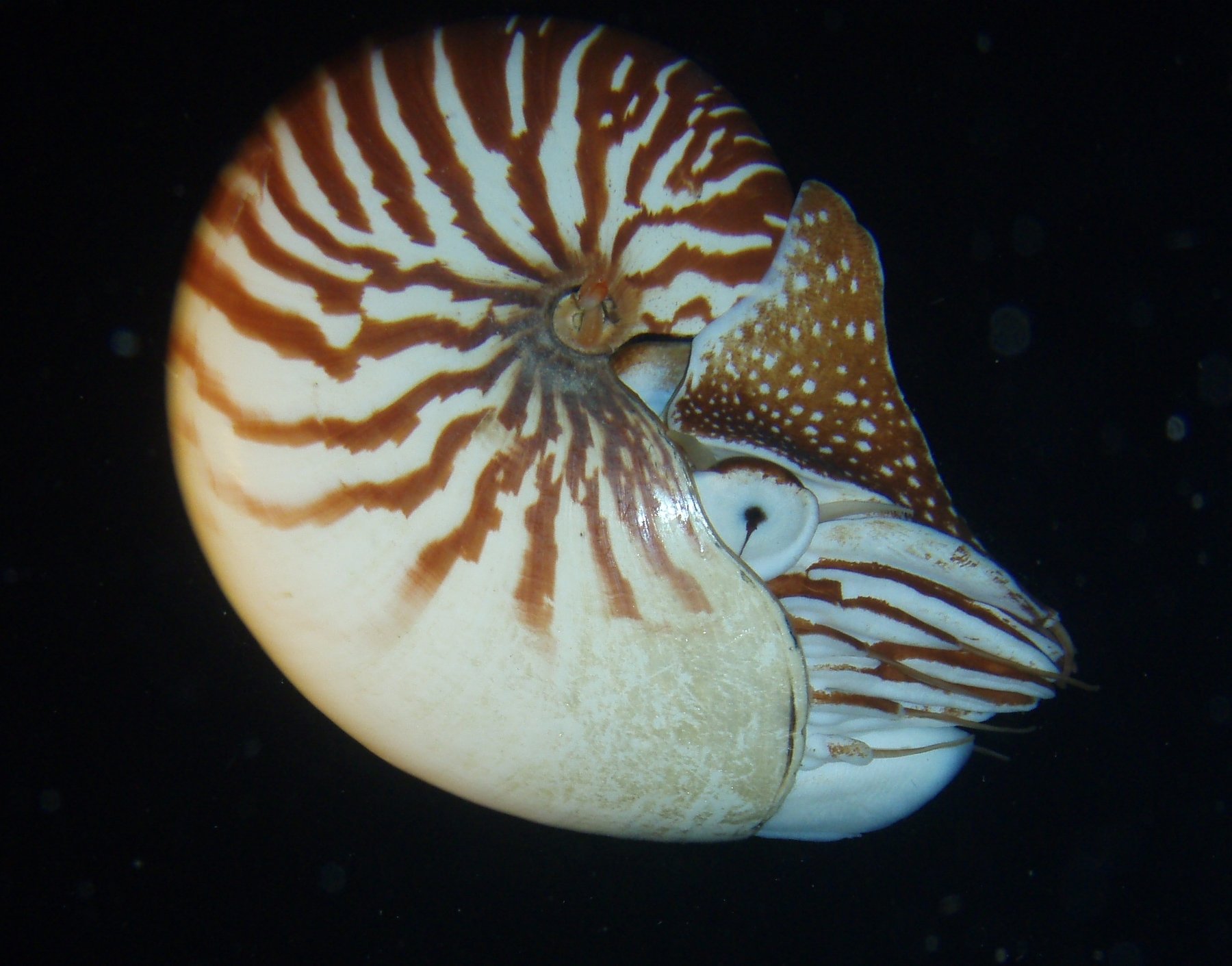 Trailer NAUTILUS NAUTILUS