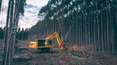 Komatsu TN745D feller buncher