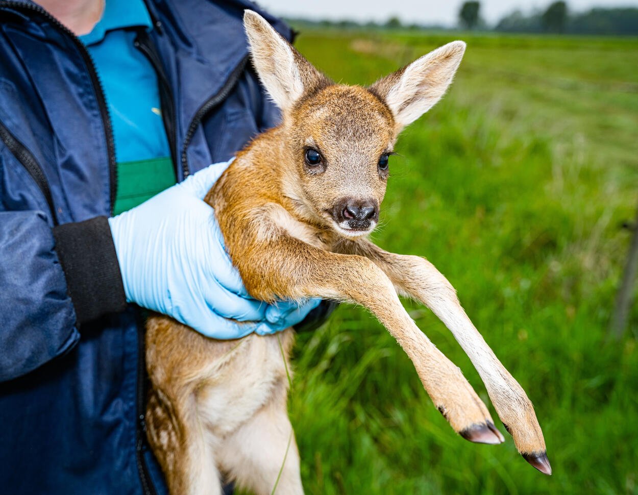Trailer REHR ANIMAL