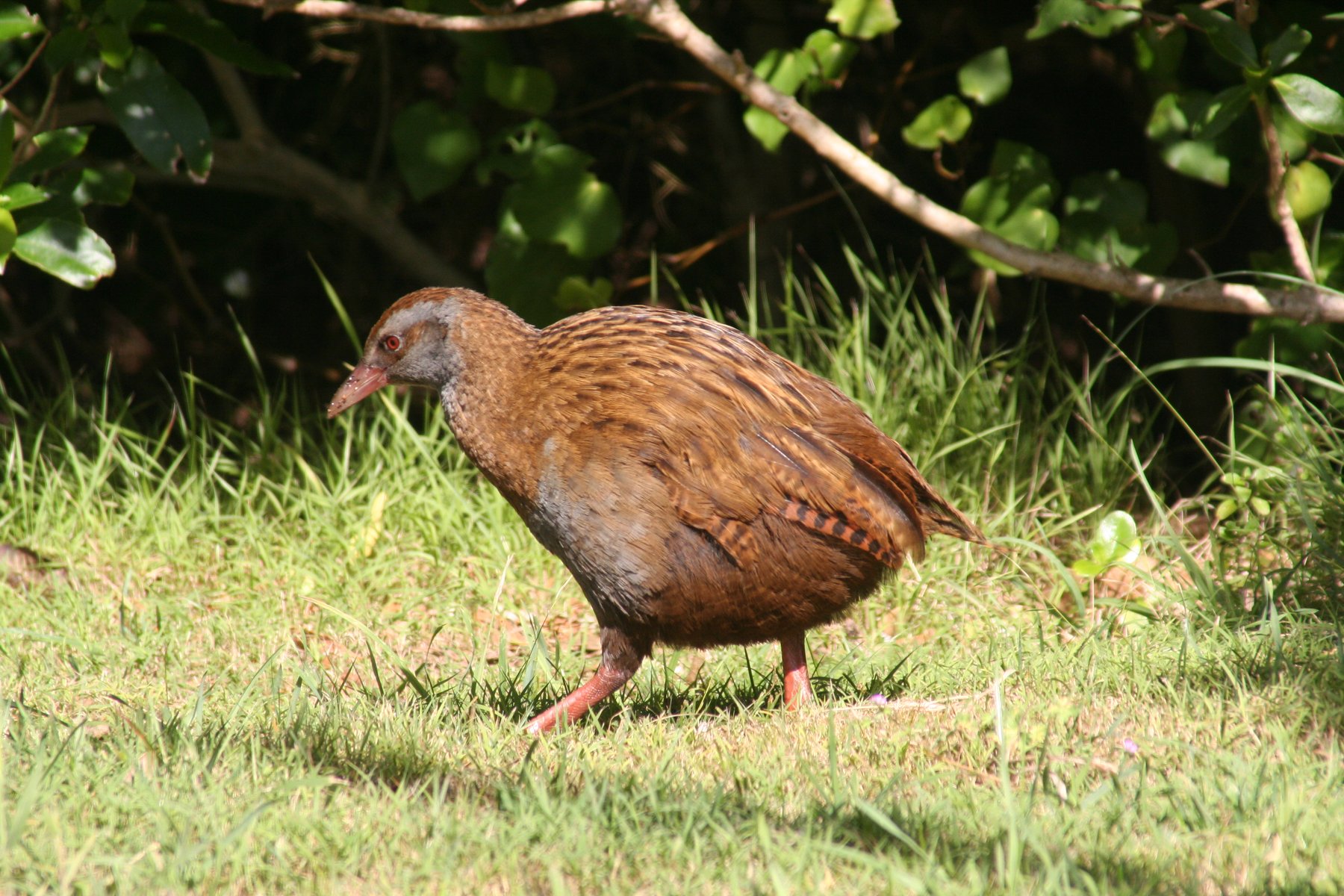 Weka 9-18