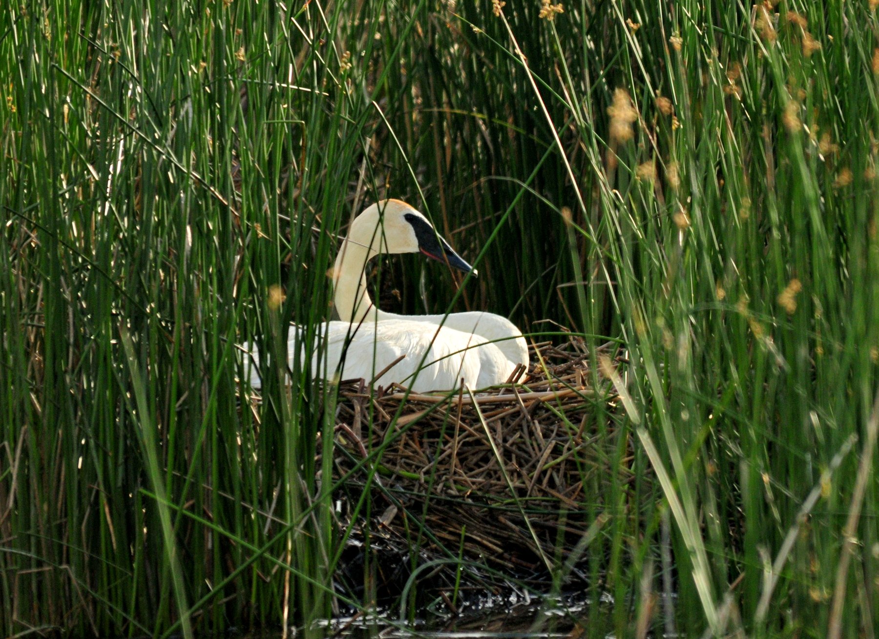 Przyczepa SWAN SFT