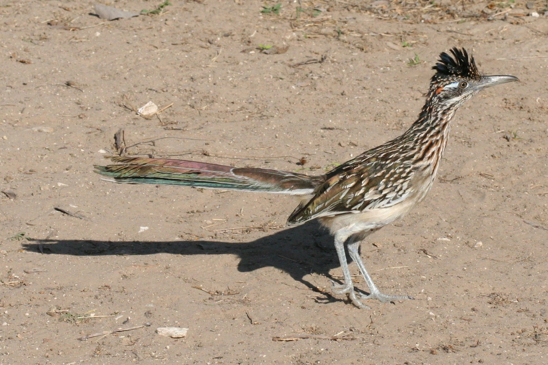 Trailer FALCON ROAD RUNNER