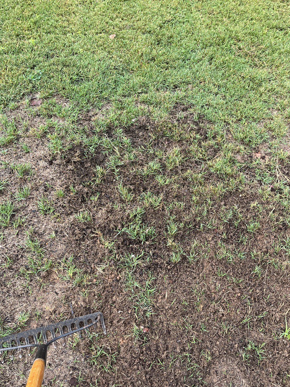 Grass -