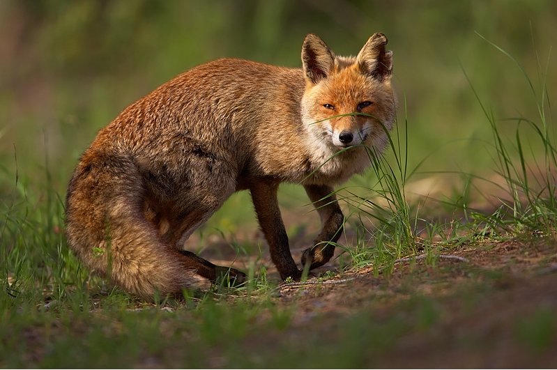 Fuchs SA 20000