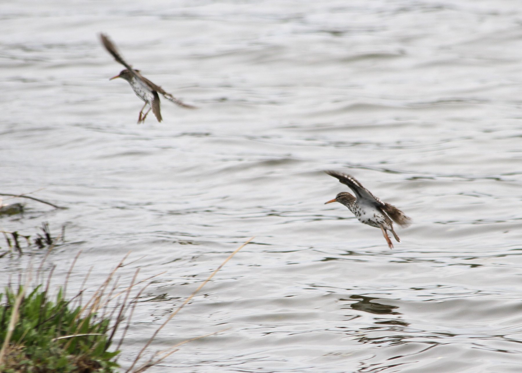 Trailer Forest River SANDPIPER