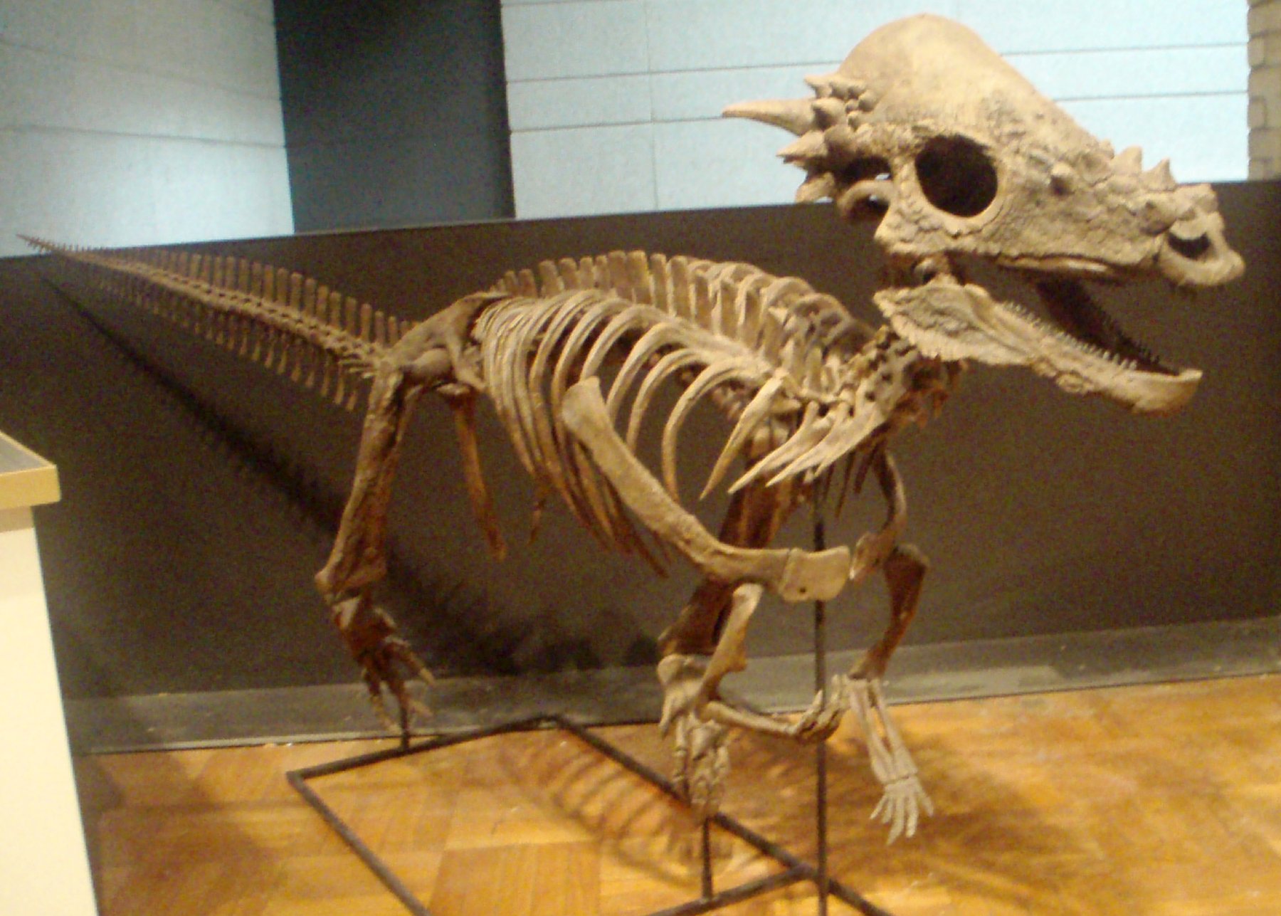 Dino PAV