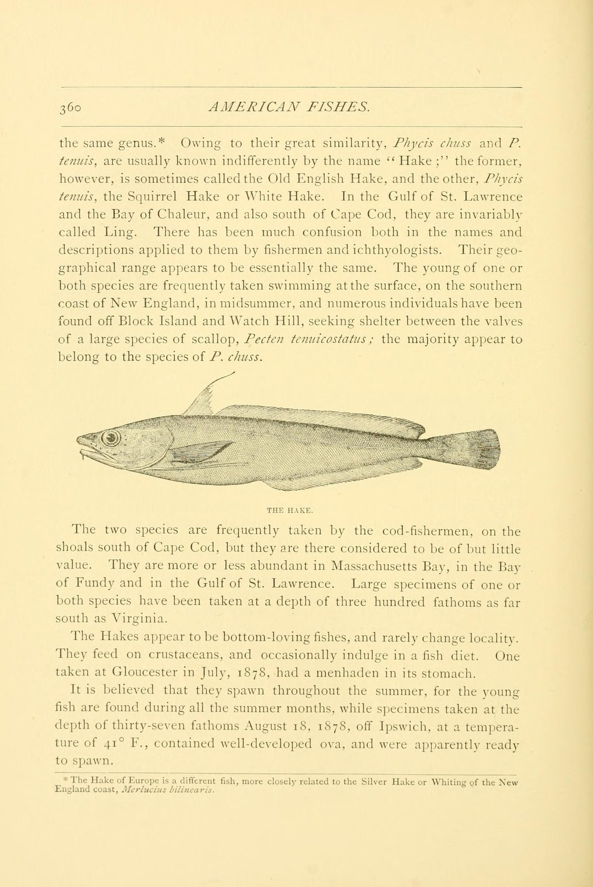 Tractor Hake 28