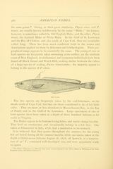Hake 28