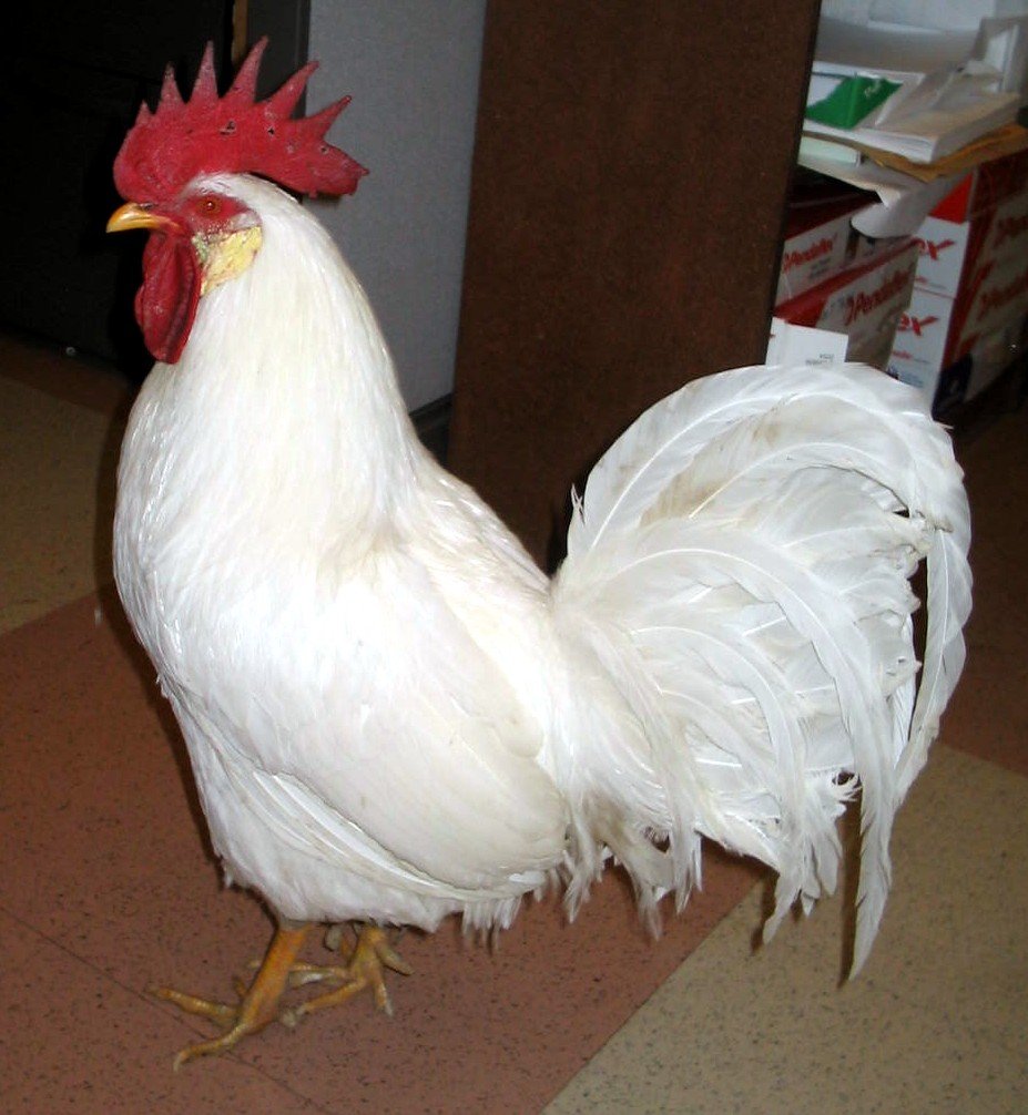 KIP LEGHORN