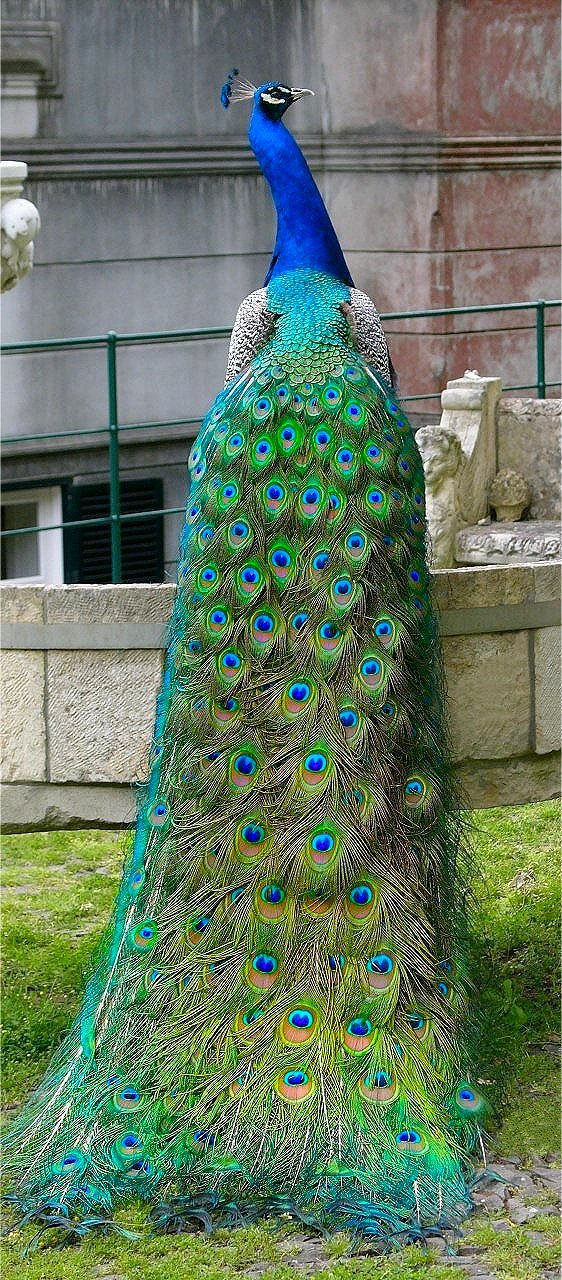 Pfau DSK 5