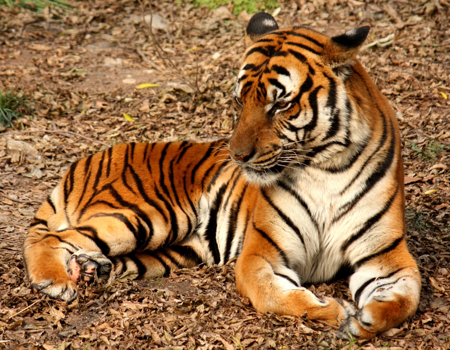 Tiger T120/2