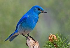 Bluebird BLUE BIRD