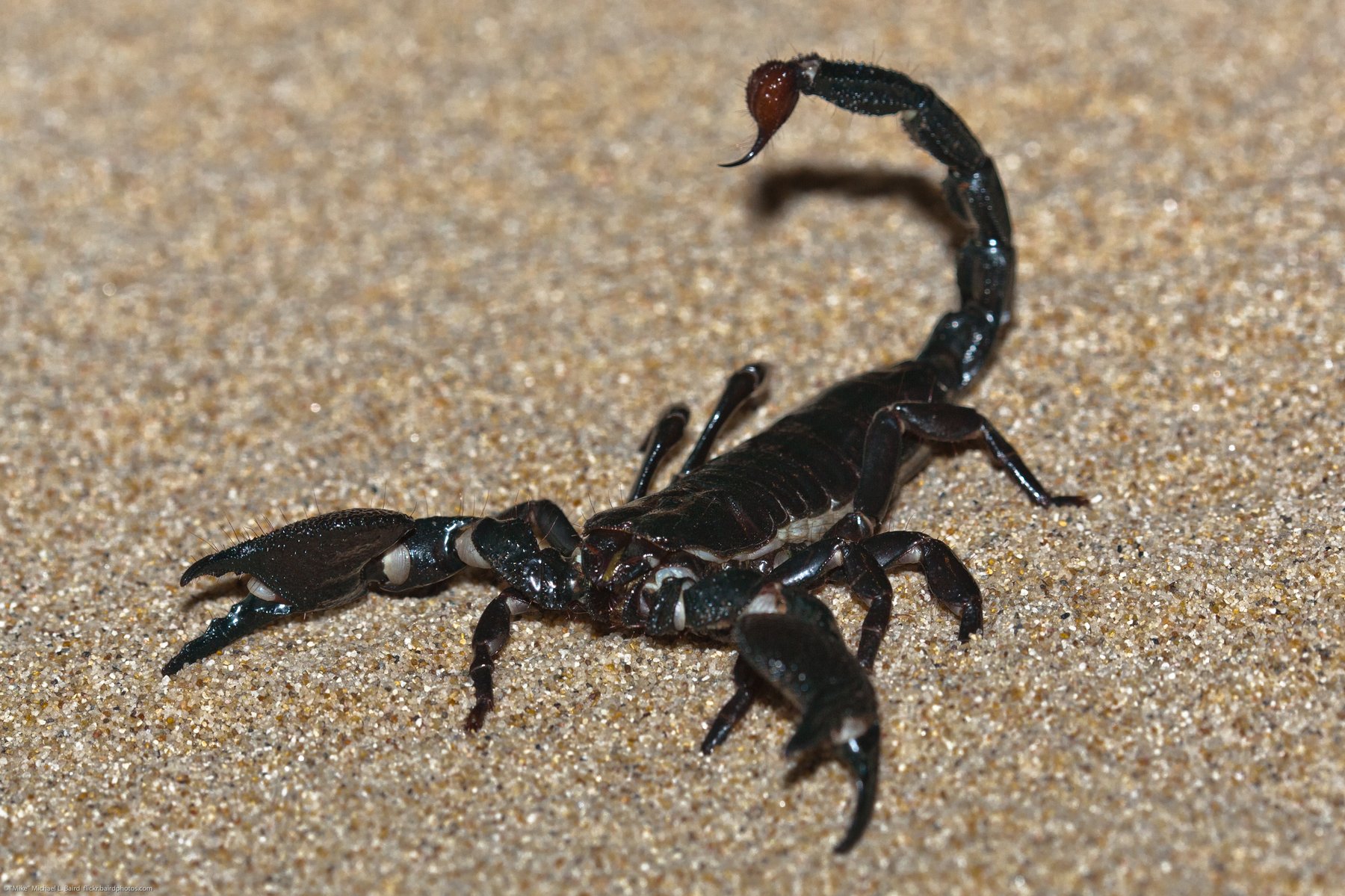 Scorpion MS90L2