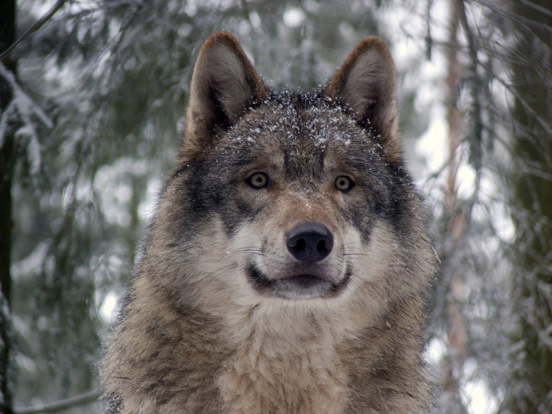 Wolf W 04420