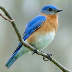 Bluebird Vision